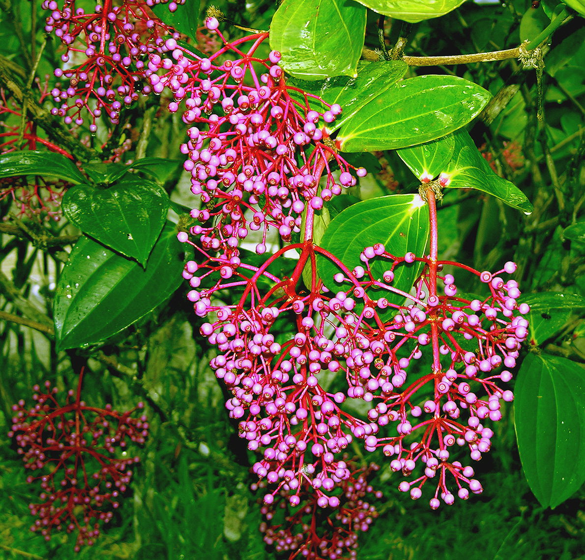 Medinilla speciosa from the
slopes of Mt. Kinabalu